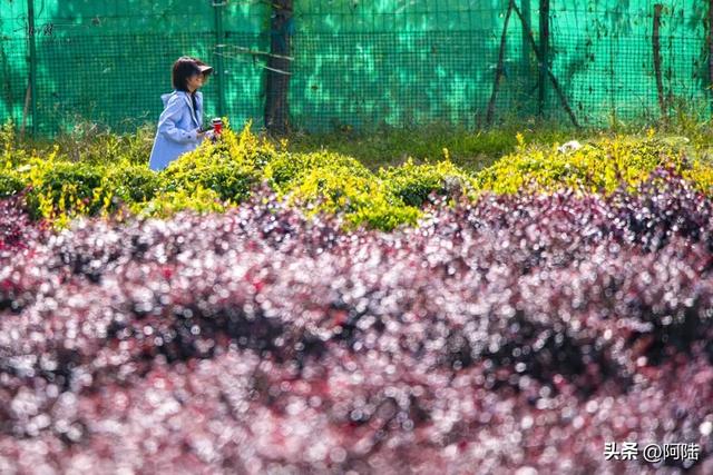 大理三塔前有片农场栽满树球，是这个秋天最无名的去处，风景很美
