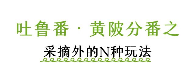 不在新疆!吐鲁番分番在姚集