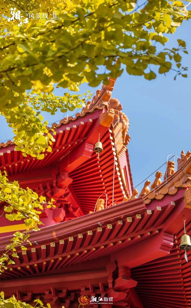 长沙银杏浓度即将达到100%！这波“小确杏”你要接住→