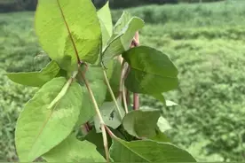 火炭母：农村神奇之物，4大作用不可忽视！图片