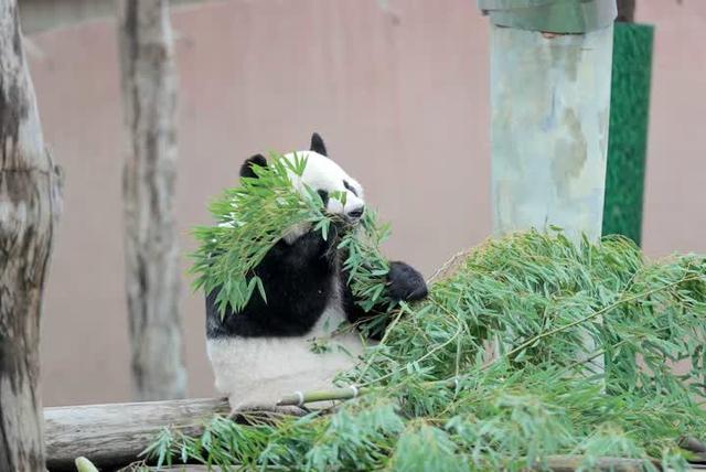 今天，扬州世博园熊猫馆正式向游客开放