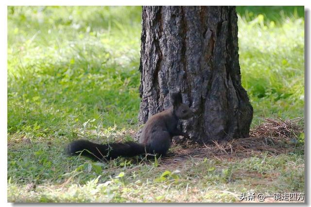 沈阳东陵郊野公园“精灵”出没