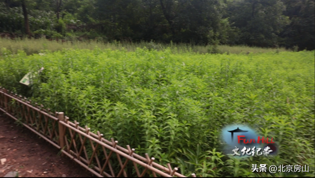 重走红篓路，探秘药王谷！这个京郊古村藏着你不知道的乡村振兴故事