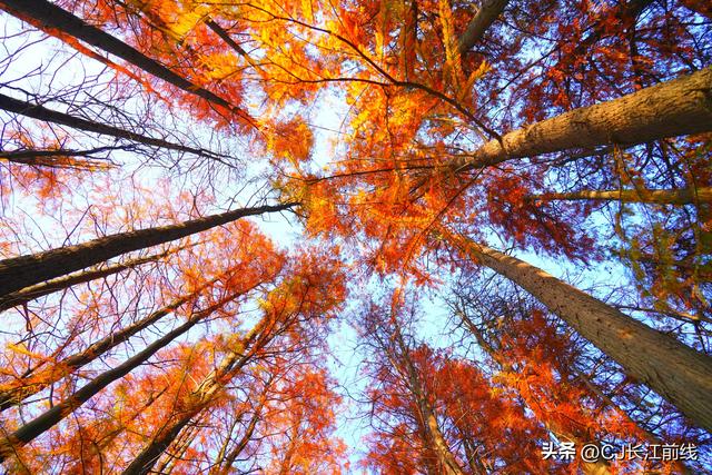 河南淮滨：地标上的乌龙港红杉林
