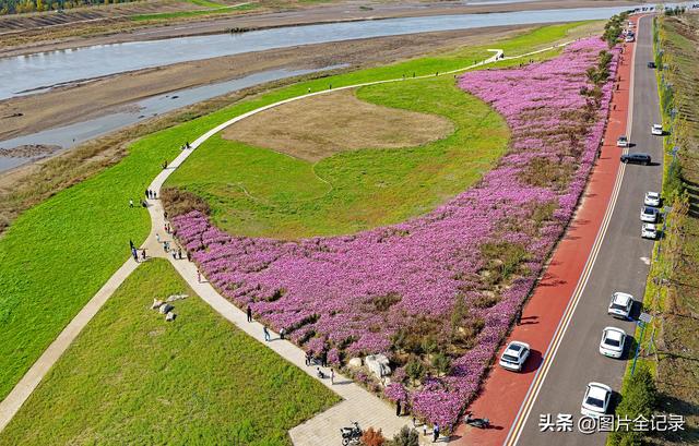 山西襄汾：波斯菊花开 美景醉游人