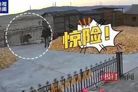 人被咬伤门被撞坏找谁赔？自卫若失手打死老虎违法吗？抓到如何处置？律师详解图片