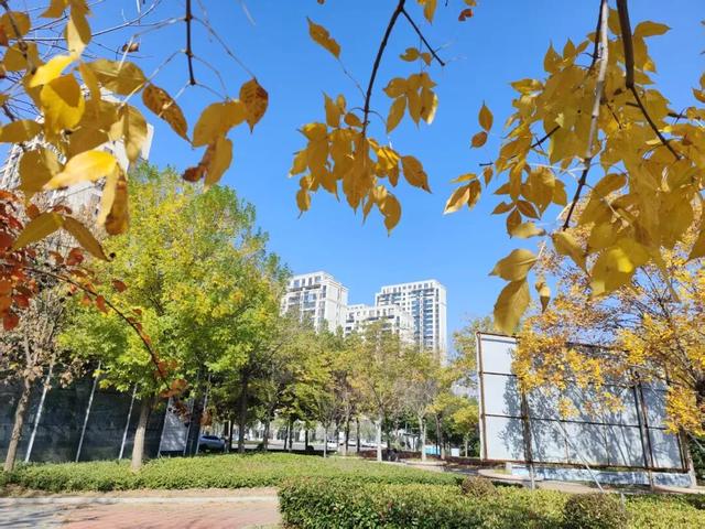 寻美薛城丨自然盛宴！橙黄橘绿好景时，市民中心初冬的“限定美景”已上线！