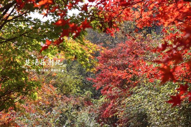 雪窦山深处的古村，周边的红枫胜境太美了，弥勒大佛观景地是亮点