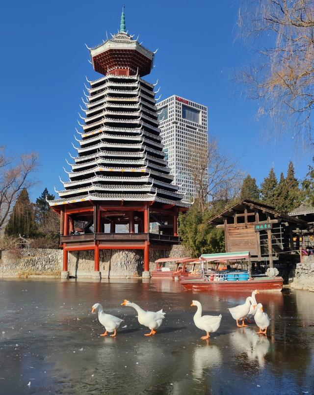 冬日湖韵：古今相映间的生灵之舞