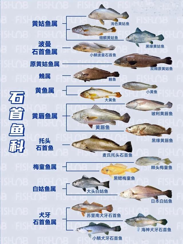 鱼胶是什么鱼做成的 鱼胶是什么鱼做成的图片