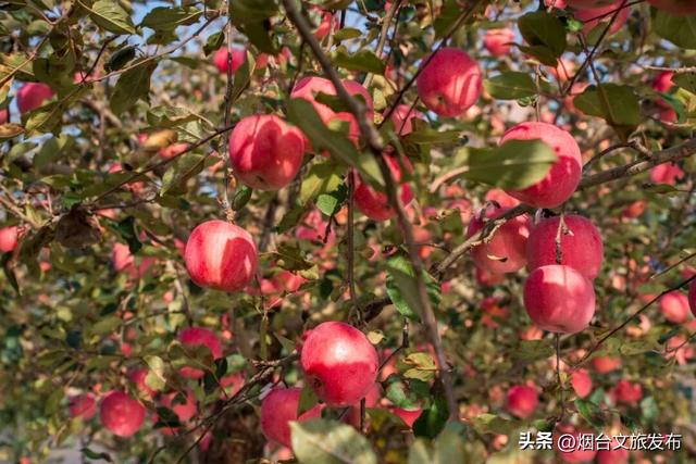 【乐享烟台】任贤齐爱吃的烟台苹果，采摘攻略来了！