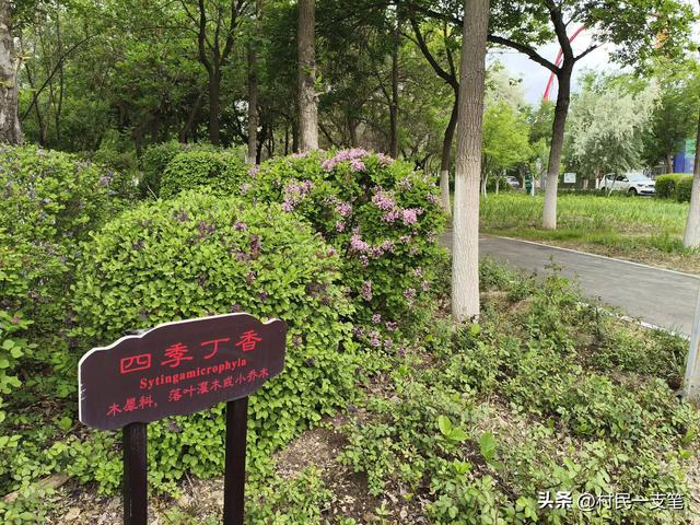 公园绿树成荫，路边花草芬芳，行人休闲漫步，享受快乐时光
