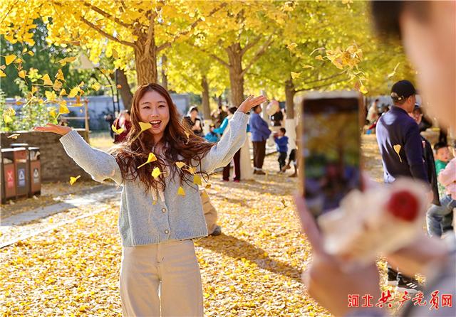 河北秦皇岛：秋染植物园 银杏铺金毯
