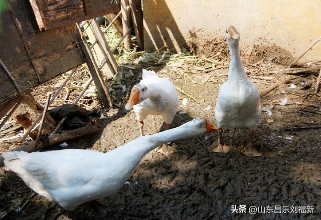 走亲曹家庙（一）