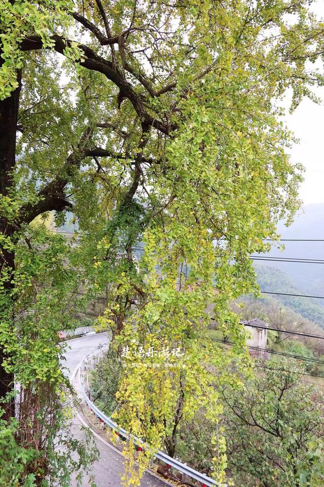 完全没想到，宁波这个以樱桃花走红的古村，秋天的风景也这么美！