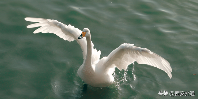 西安出发当日往返，天鹅湖游玩全攻略！
