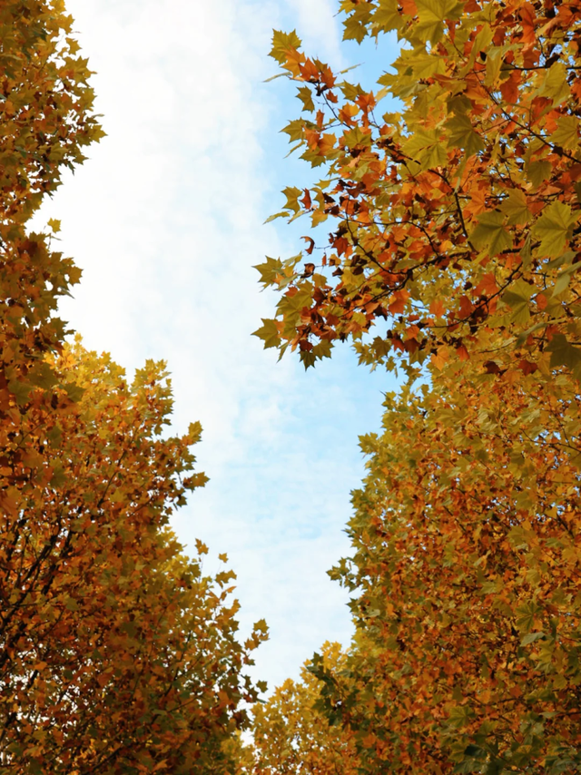 轨道直达！重庆“顶流”梧桐大道已经美到next level了！