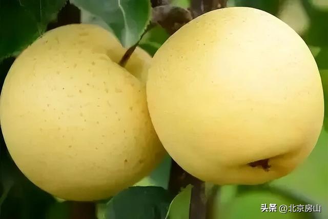 京果飘香！房山国庆中秋采摘攻略