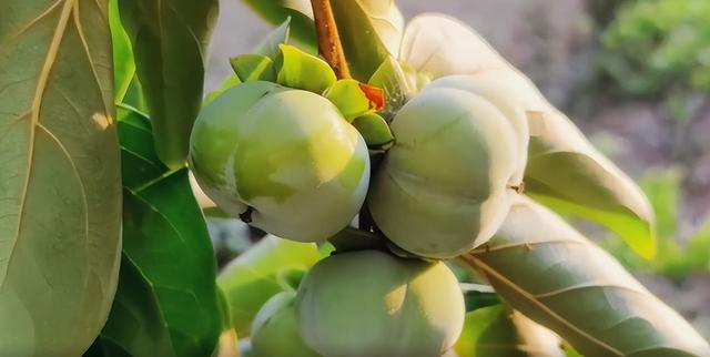 大美泌阳：梁河两岸 繁花盈岸