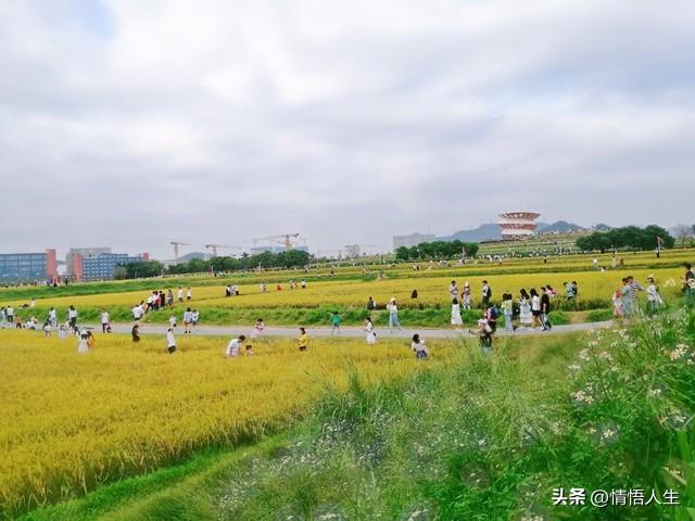 “早立秋冷飕飕，晚立秋热死牛”，今年立秋逢闰六月，是冷还是热