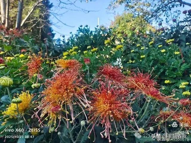 菊绽秋阳里,暗香绕中山|申艳娟