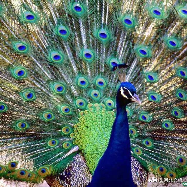 在保定，体验真实版“疯狂动物城”！