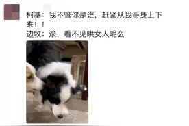 笑不活了！边牧同主人斗智斗勇，网友：一条狗却有800个心眼子图片