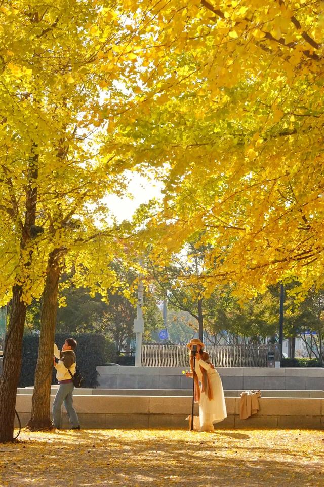 无锡这条路，又火了！