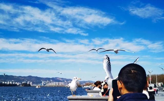 观鸥更方便！全新移动服务“神器”来了！