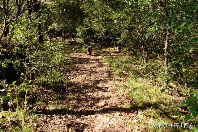 延庆应梦寺（五）：山巅极目收千嶂，林海听风涤尘心
