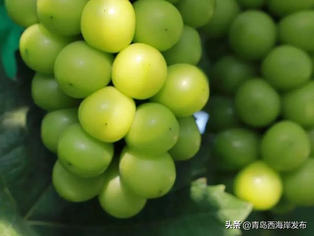 开炫！西海岸秋日“萄”宝指南来啦→