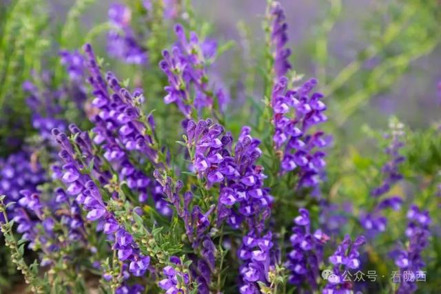 【图观陇西·新视角】药乡之约——邂逅浪漫黄芩花海