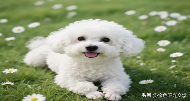 有趣的动物合集