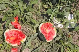 一场突如其来的冰雹，砸坏了宁夏的石头瓜，宁夏瓜农的心都碎了。图片