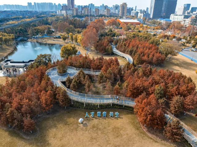 常青公园全面开放露营区域，市民可享“红叶树下”悠闲时光