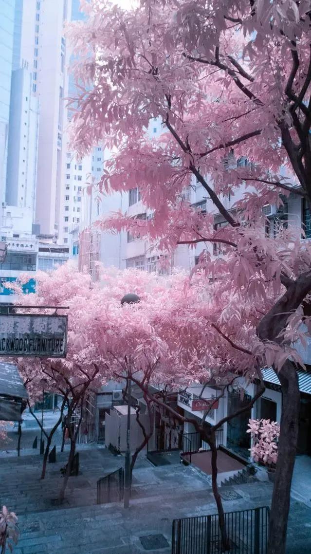 干净漂亮的手机壁纸
