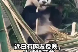 北京动物园大熊猫“萌兰”居所突现血迹。园方反馈：手指受伤出血图片