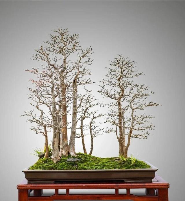 丛林盆景制作技巧｜把“微型森林”搬回家，丛林盆景这么做超简单