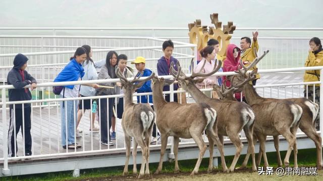 2025“亲情中华·中国寻根之旅”夏令营走进肃南