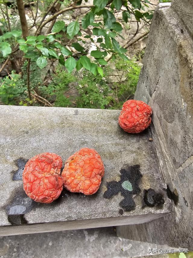 始祖山龙母潭，这里的山静悄悄的，这里的水静悄悄的，这里的虫鸣