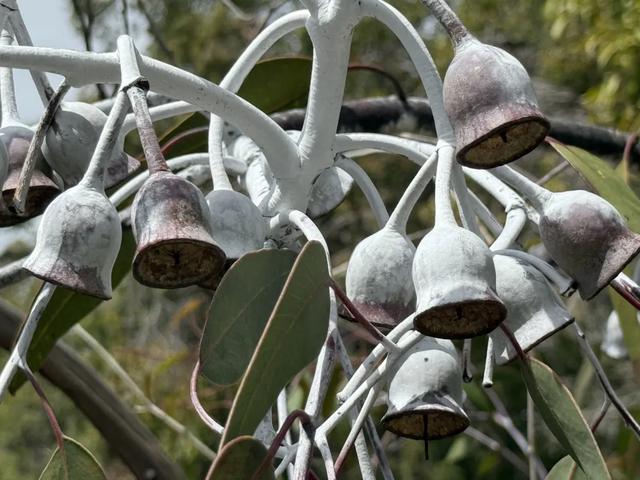 澳大利亚22日世界文化遗产与自然之旅游记+攻略