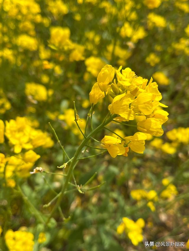 南昌马兰圩湿地公园郁金香花盛开，赏花圣地！