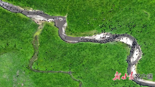 夏日阿万仓：水系成脉 生灵共栖