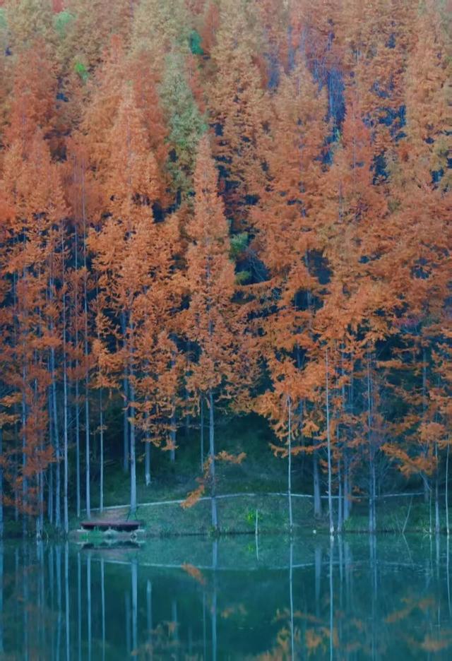 杉 杉 来 了 🤗🧣🧡