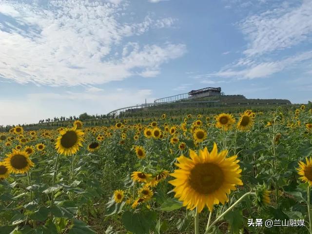 免费！临沂这些景区官宣