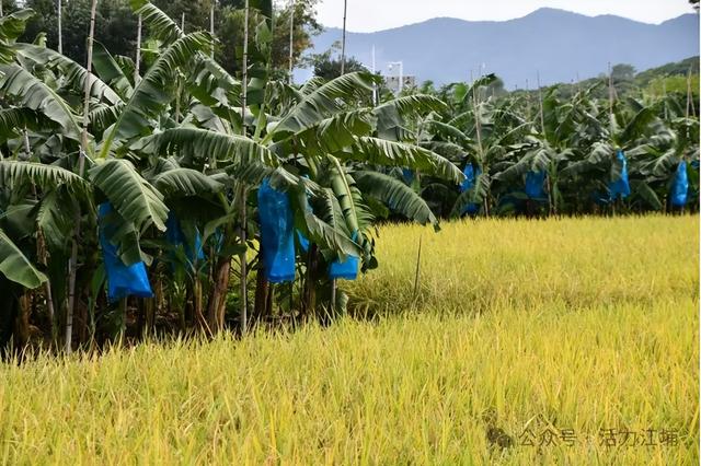 秋日必去！从化江埔5大稻田打卡攻略，邂逅金色浪漫