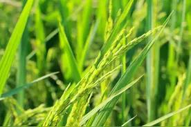 水稻像韭菜，割了还能长图片