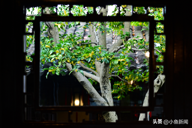 美爆了！苏州秋日大片，上新了！