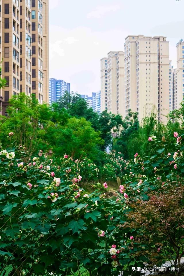 【图说·简阳】芙蓉映城郭：一城秋韵一城花
