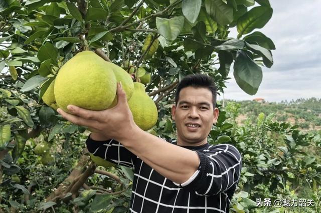 走，去韶关果园吃沙田柚！